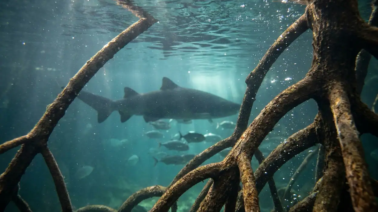 Pourquoi Hungry Shark Evolution Conquiert les Joueurs